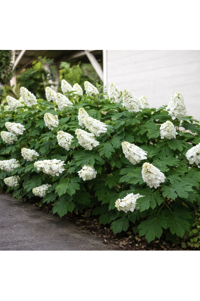 Гортензія дуболиста Аліса в ландшафті